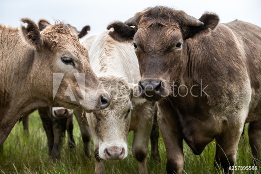 Bild på Angus Cow and steers in a field eating grass